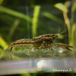 Lot de 10 Écrevisses naines Cambarellus Texanus Blue Mini