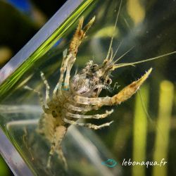 Lot de 5 Écrevisses naines Cambarellus Texanus Blue Mini