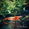 Lot de 10 Crevettes Rili Sakura Rouge