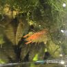 Lot de 5 Écrevisses naines Orange CPO + 1 CPO Offerte