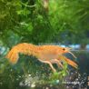 Lot de 5 Écrevisses naines Orange CPO + 1 CPO Offerte