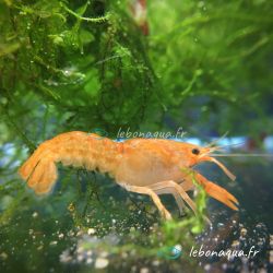 Lot de 10 Écrevisses naines Orange CPO + 2 CPO Offertes