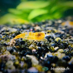 Lot de 12 Crevettes Rili Orange
