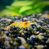 Lot de 12 Crevettes Rili Orange