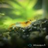 Lot de 12 Crevettes Rili Orange