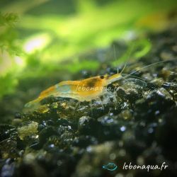 Lot de 12 Crevettes Rili Orange