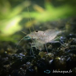 Lot de 10 Crevettes Caridina Japonica Amano