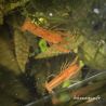 Lot de 5 Écrevisses naines Orange CPO + 1 CPO Offerte