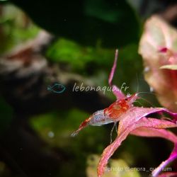 Lot de 10 Crevettes Rili Sakura Rouge