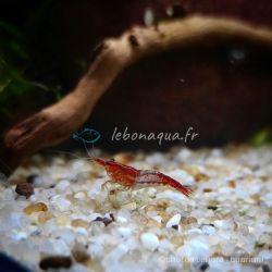Lot de 10 Crevettes Rili Sakura Rouge