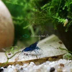 Lot de 12 Crevettes Blue Saphir