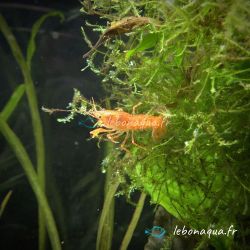 Lot de 10 Crevettes Rili Sakura Rouge et 2 Écrevisses naines Orange CPO