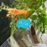 Lot de 6 Écrevisses naines : 3 Orange CPO + 3 Cambarellus Texanus Blue Mini