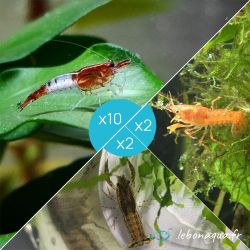 Lot de 10 Crevettes Rili Sakura Rouge et 4 Écrevisses naines (2 Blue Mini + 2 Orange CPO)