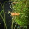 Lot de 10 Crevettes Rili Sakura Rouge et 4 Écrevisses naines (2 Blue Mini + 2 Orange CPO)