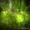 Lot de 10 Crevettes Caridina Japonica Amano