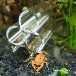 Lot de 5 Écrevisses naines Orange CPO + 1 CPO Offerte
