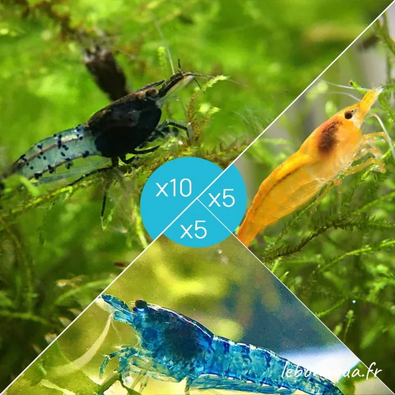 Lot 20 crevettes Rili Carbon, Orange et Bleues