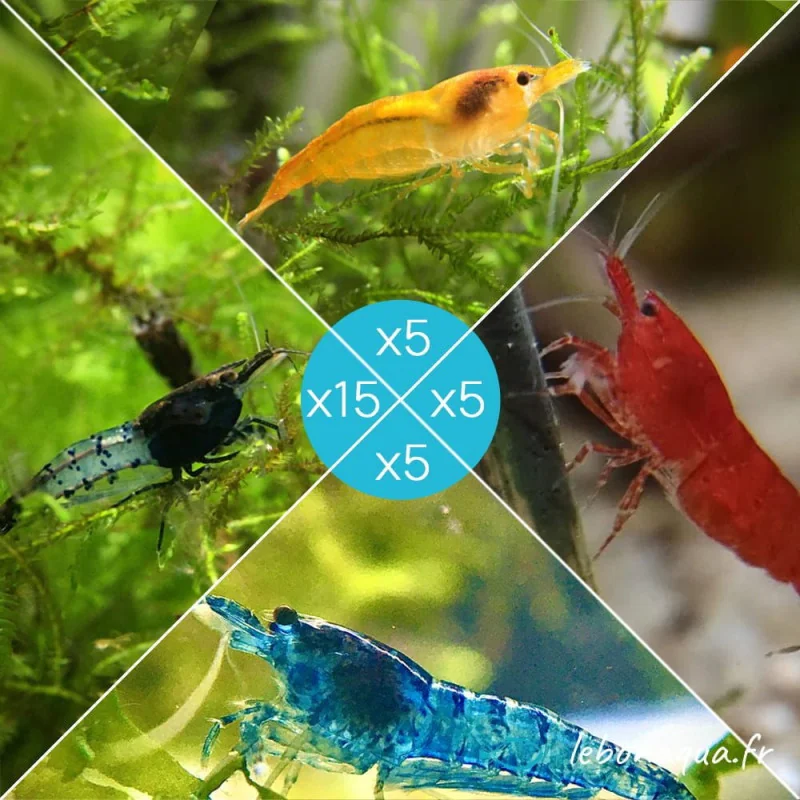Lot 30 crevettes Rili Carbon, Orange, Bloody et Bleues