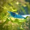 Lot 40 crevettes Rili Sakura, Jaunes, Bloody et Bleues