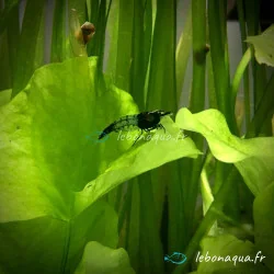 Lot 30 crevettes Rili Carbon, Orange, Bloody et Bleues