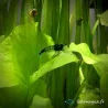Lot 30 crevettes Rili Carbon, Orange, Bloody et Bleues