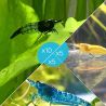 Lot de 20 Crevettes : 10 Rili Carbon + 5 Jaunes + 5 Bleues