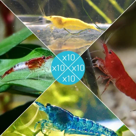 Lot 40 crevettes Rili Sakura, Jaunes, Bloody et Bleues