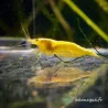 Lot 40 crevettes Rili Sakura, Jaunes, Bloody et Bleues