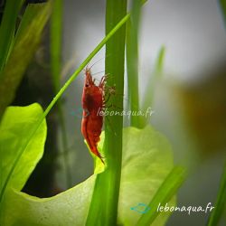 Lot de 10 Crevettes Sakura Rouge