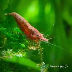 Lot de 10 Crevettes Sakura Rouge