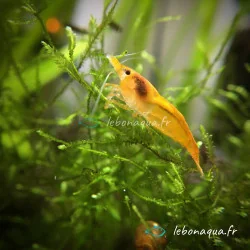 Lot 20 crevettes Rili Sakura, Orange et Bleues