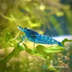Lot 20 crevettes Rili Sakura, Orange et Bleues