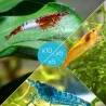 Lot 20 crevettes Rili Sakura, Orange et Bleues