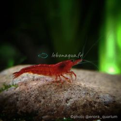 Lot de 20 Crevettes : 10 Rili Sakura Rouge + 5 Bloody Mary + 5 Bleues