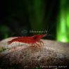 Lot de 20 Crevettes : 10 Rili Sakura Rouge + 5 Bloody Mary + 5 Bleues