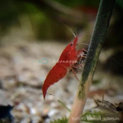 Lot 30 crevettes Rili Sakura, Orange, Bloody et Bleues