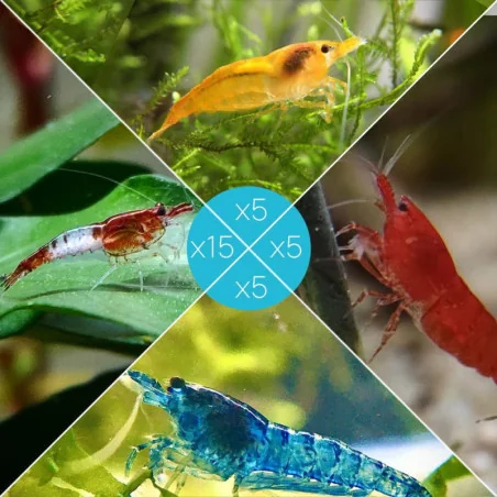 Lot 30 crevettes Rili Sakura, Orange, Bloody et Bleues