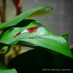 Lot 30 crevettes Rili Sakura, Orange, Bloody et Bleues