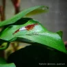 Lot 30 crevettes Rili Sakura, Orange, Bloody et Bleues