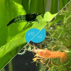 Lot de 10 Crevettes Rili Carbon et 2 Écrevisses naines Orange CPO