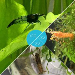 Lot de 10 Crevettes Rili Carbon et 4 Écrevisses naines (2 Blue Mini + 2 Orange CPO)