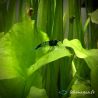Lot de 20 Crevettes : 10 Rili Carbon + 5 Sakura Rouge + 5 Bleues