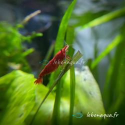 Lot de 20 Crevettes : 10 Rili Carbon + 5 Sakura Rouge + 5 Bleues