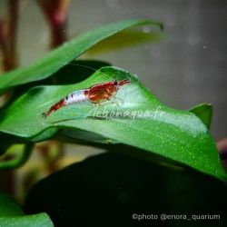 Lot de 20 Crevettes : 10 Rili Sakura Rouge + 5 Sakura Rouge + 5 Bleues