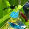 Lot de 20 Crevettes : 10 Rili Carbon + 5 Sakura Rouge + 5 Bleues