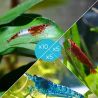 Lot de 20 Crevettes : 10 Rili Sakura Rouge + 5 Sakura Rouge + 5 Bleues