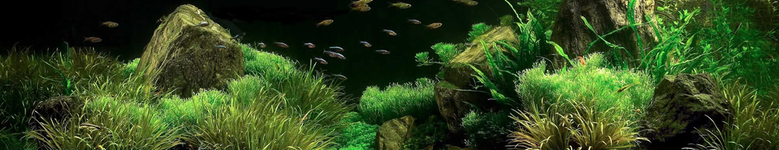 Achetez votre aquarium Aquael ou Juwel sur lebonaqua.fr le spécialiste de l'aquariophilie